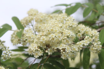 White flowers of the rowan tree