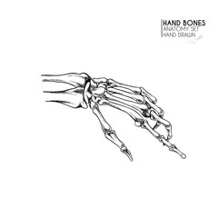 Hand drawn anatomy set. Vector human body parts, bones. Hand gesture in different positions. Vintage medicinal illustration. Use for Haloween poster, medical atlas, science realistic image.