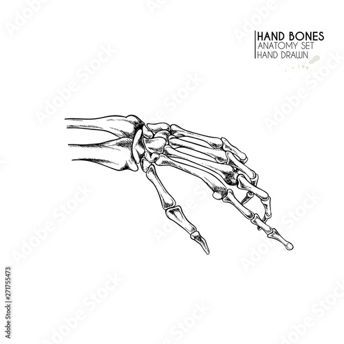 Hand Drawn Anatomy Set Vector Human Body Parts Bones Hand
