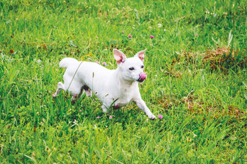 A small white dog of the Chihuahua breed runs along the green grass of the lawn_