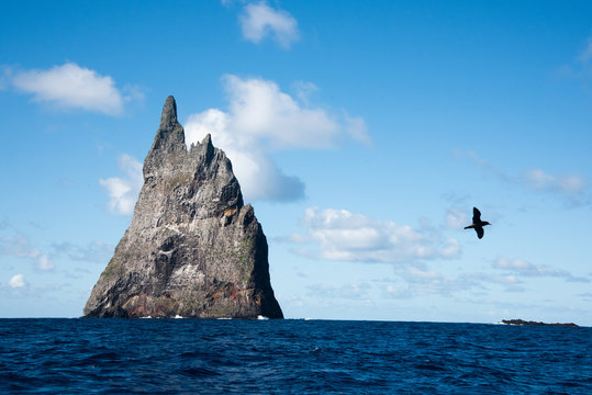 Seabird flying by POV boat Balls Pyramid Lord Howe island