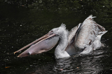 A plastic bottle in the mouth of a pelican bird ( problem of water pollution with plastic). Unhappy bird can swallow debris and die.