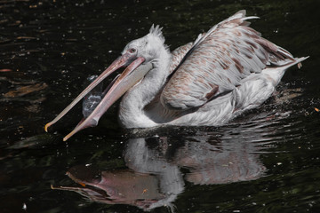 A plastic bottle in the mouth of a pelican bird ( problem of water pollution with plastic). Unhappy bird can swallow debris and die.