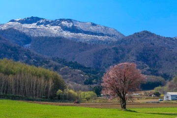 Fototapeta na wymiar 日本　北海道　桜