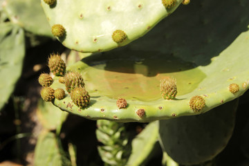 Cactus