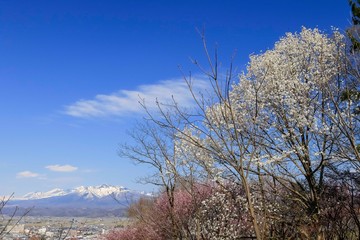 Fototapeta premium 日本 北海道 桜