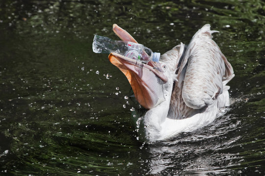 A plastic bottle in the mouth of a pelican bird ( problem of water pollution with plastic). Unhappy bird can swallow debris and die.