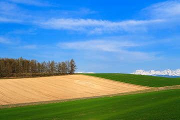 日本　北海道　青空と草原テクスチャ