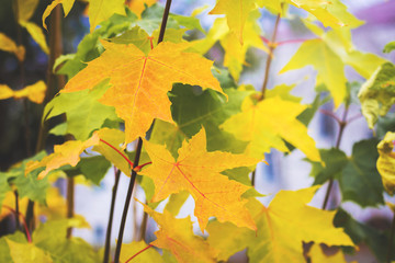 Yellow and green autumn maple leaves on the branches of a tree in the woods_