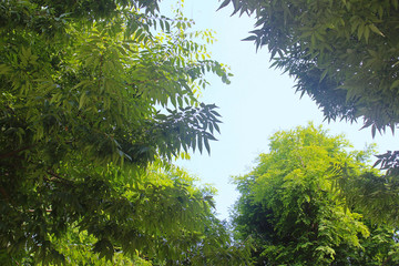 Fototapeta premium 나뭇가지 잎