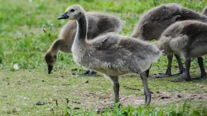 Goslings a week old and on the move (3b)