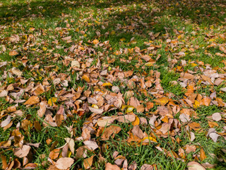 Many dry brown leaves on the ground