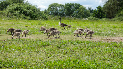 Goslings a week old and on the move (2c)