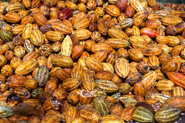 yellow cocoa pod just harvested in cocoa plantation