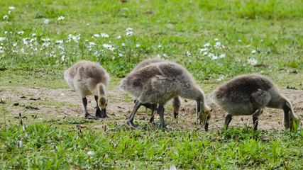 Goslings a week old and on the move (1b)