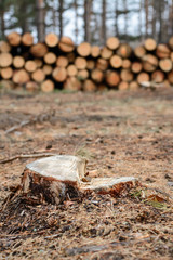 Autumn logging in the pine forest. Fresh stamp of a pine tree tear piles of