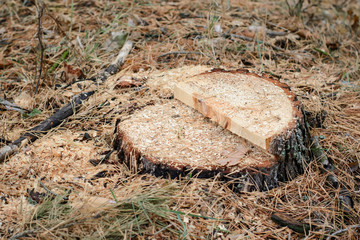 Place of logging pine trees. Logging in the pine tree.