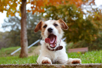 FUNNY AUTUMN DOG PORTRAIT. JACK RUSSELL TERRIER MAKING A FACE LYING DOWN ON ORANGE NATURAL FALLBACKGROUND AT PARK.