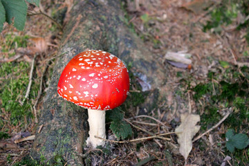 geschlossener Fliegenpilz