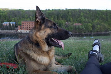 German Shepherd on holiday with his friends