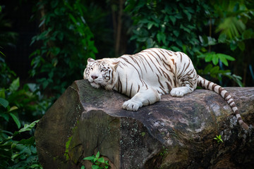 White tiger lounging on a rock with its eyes closed 