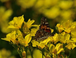 Distelfalter (Vanessa cardui) auf gelben Blumen