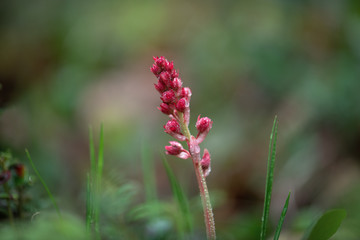 Pyrola rotundifolia, perennial grass belonging to the heather family. A rare plant listed in the Red Book of Russia.