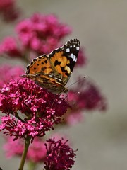 Distelfalter (Vanessa cardui)