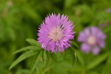 lilac cornflower on a green background close-up.