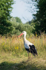 White stork stands in the field at the moved grass