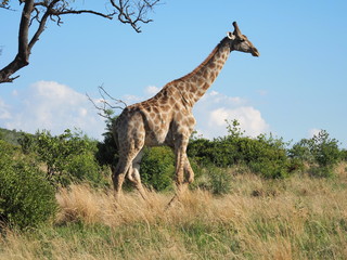 Giraffe, Pilanesberg National Park, South Africa 