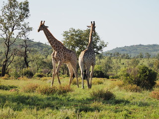 Giraffe, Pilanesberg National Park, South Africa 