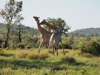 Giraffe, Pilanesberg National Park, South Africa 