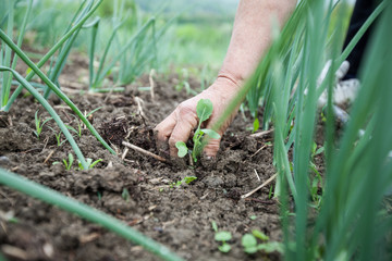Female Farmers Hand Planting Small Plant In Organic Garden