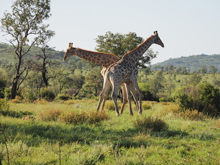 Giraffe, Pilanesberg National Park, South Africa 