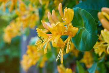 Blooming yellow honeysuckle Bush.  Flowering white-yellow Honeysuckle(Woodbine). Lonicera japonica,...