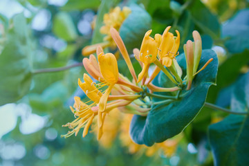 Blooming yellow honeysuckle Bush.  Flowering white-yellow Honeysuckle(Woodbine). Lonicera japonica,...