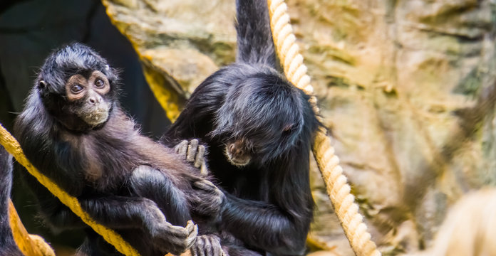 couple of black headed spider monkeys grooming each other, typical primate behavior, critically endangered animal specie from America