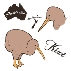 Kiwi Bird vector image isolated on white background. Kiwi in full growth and profile head. Fauna Australia and new Zealand. Realistic Kiwi bird design. Bird of brown coloring. Flightless bird.