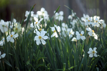 photo of white narcissus flowers with a yellow heart and red orange edges in the grass in sunny weather