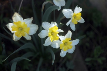 photo of white narcissus flowers with a yellow heart in the grass in sunny weather