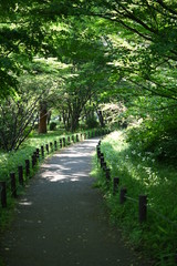 新緑と散策道
