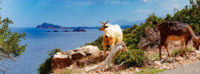 Sardinia, Italy, Arbatax - Two goats living in the wild seek their fodder on the steep coast at...