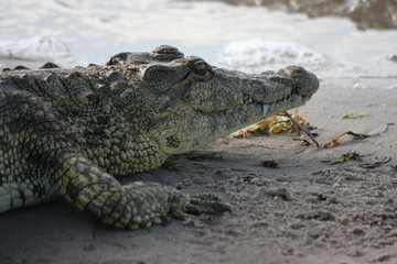 Obraz premium Profile of a Crocodylus niloticus at Chobe National Park in Republic of Botswana