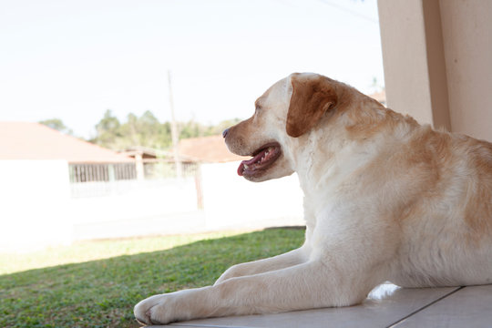 labrado olhando para o horizonte