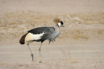 Balearica regulorum in Amboseli National Park