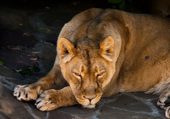  sleepy resting lioness gracefully lies with her powerful head on its paws. Powerful beautiful lioness close-up on a dark background.