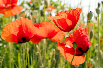 Naklejka premium Summer feeling: Detailed close-up of red poppy blossoms in the summer