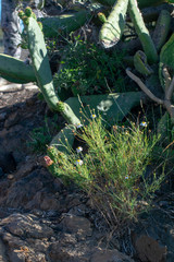 plants and flowers Canary Islands