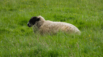 Sheep lazing in the sunshine (1b)
